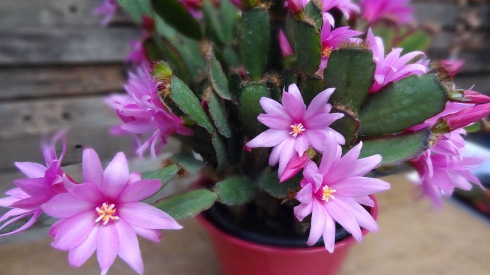 Rose Cactus Pascua