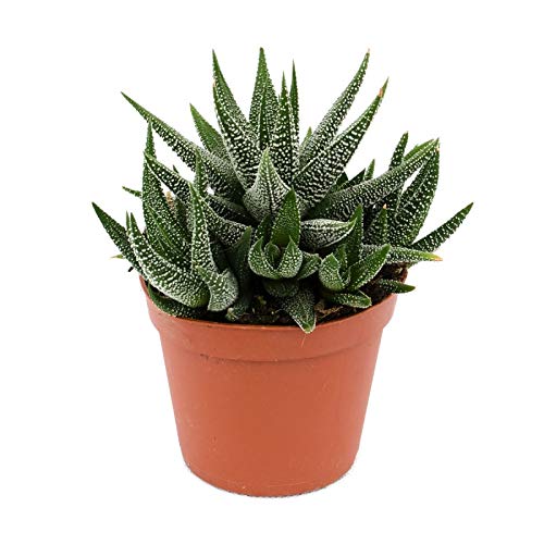 Haworthia Fasciata Mini 