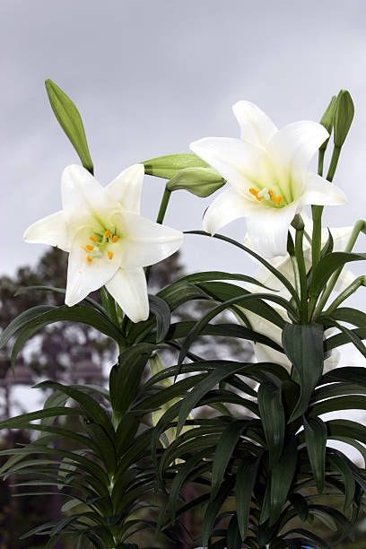 Lirio de jardín blanco
