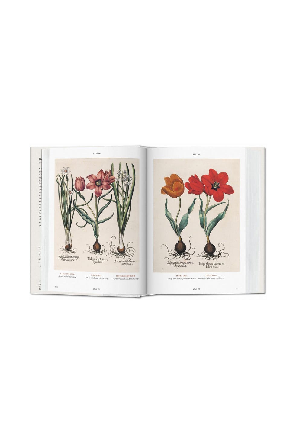 Florilegium: The Book of Plants