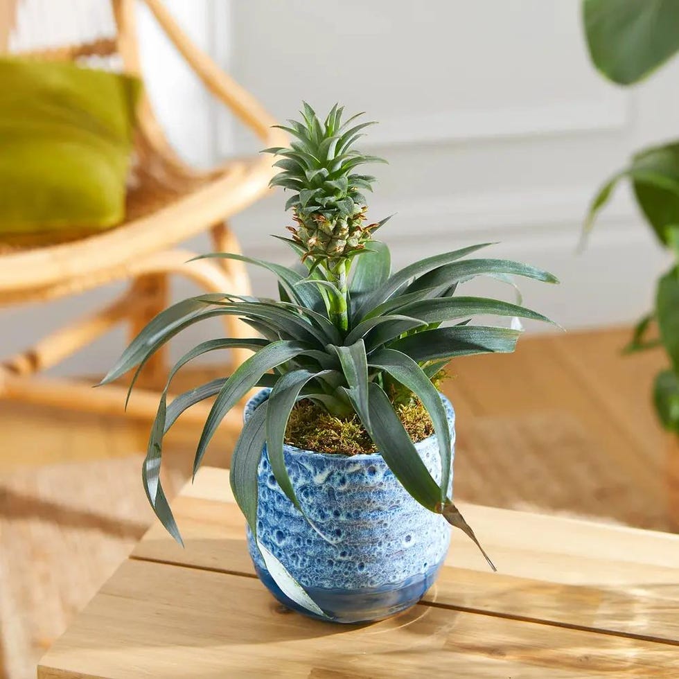 The Pineapple Plant
