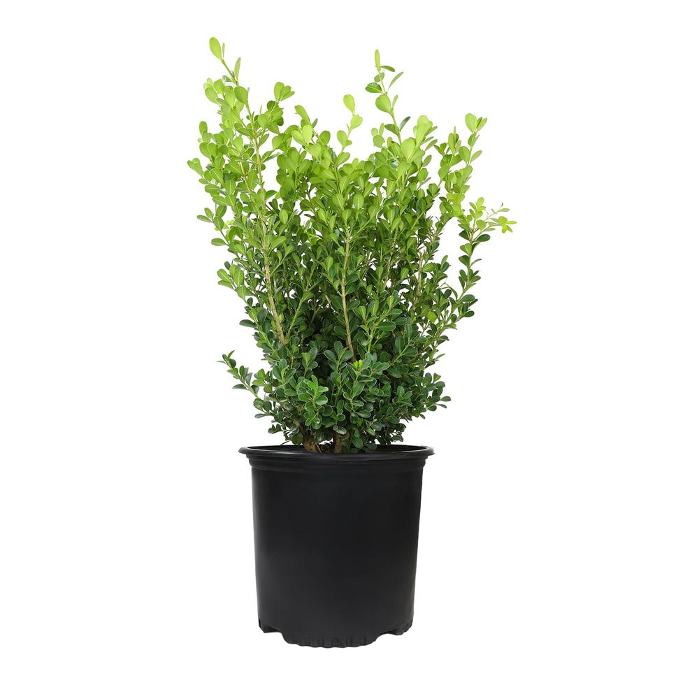 1-Gallon Buxus Japonica Plant