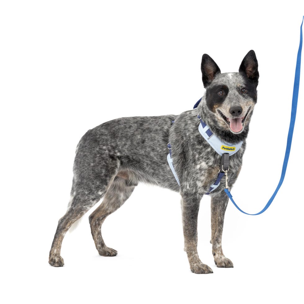 Easy Walk Comfort No-Pull Dog Harness