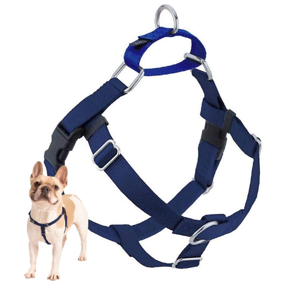 Freedom No Pull Dog Harness 