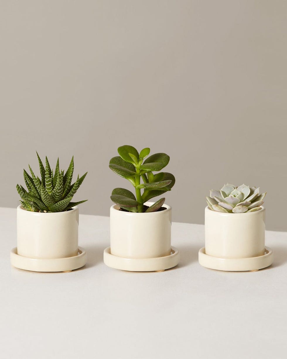 Succulent Assortment with Planters