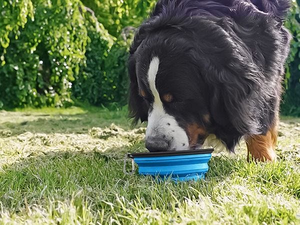 Collapsible Dog Bowl