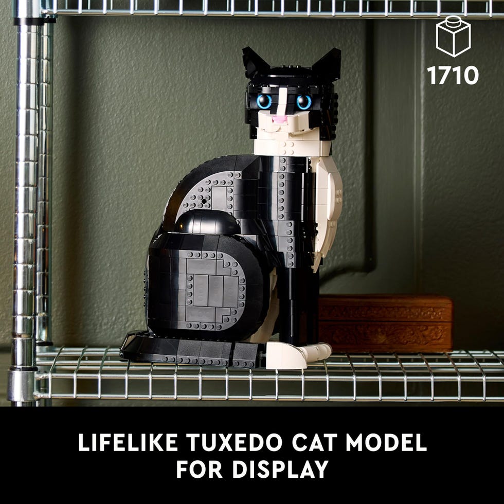 Tuxedo Cat