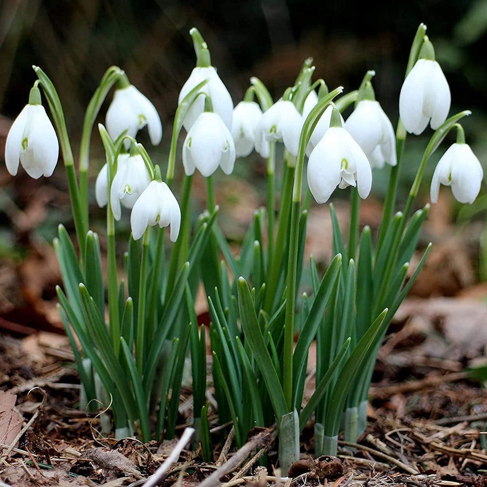 Bulbos de Nieve Galanthus 