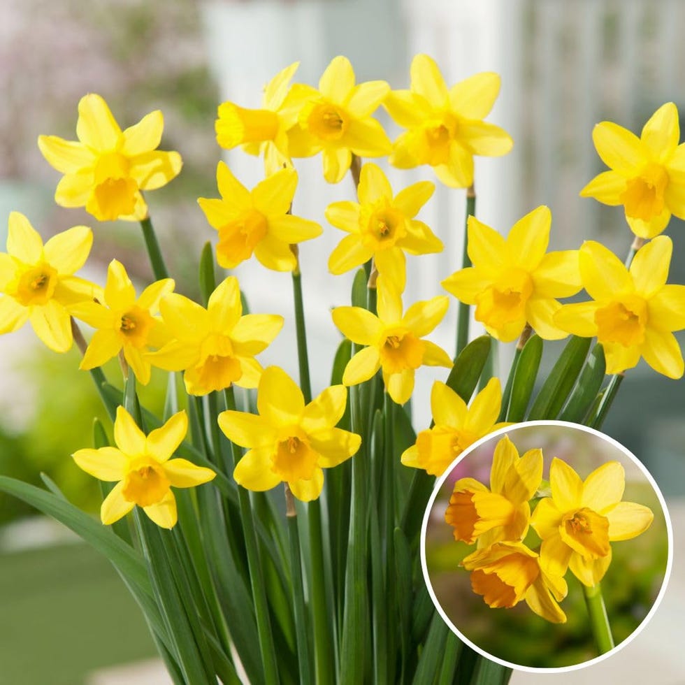 Bulbos de Narcisos