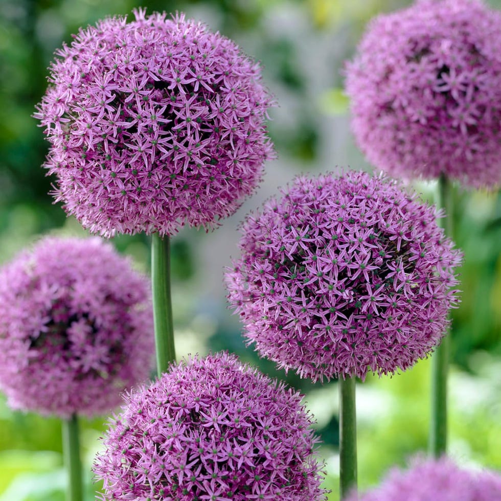Allium Giganteum (5 bulbos)