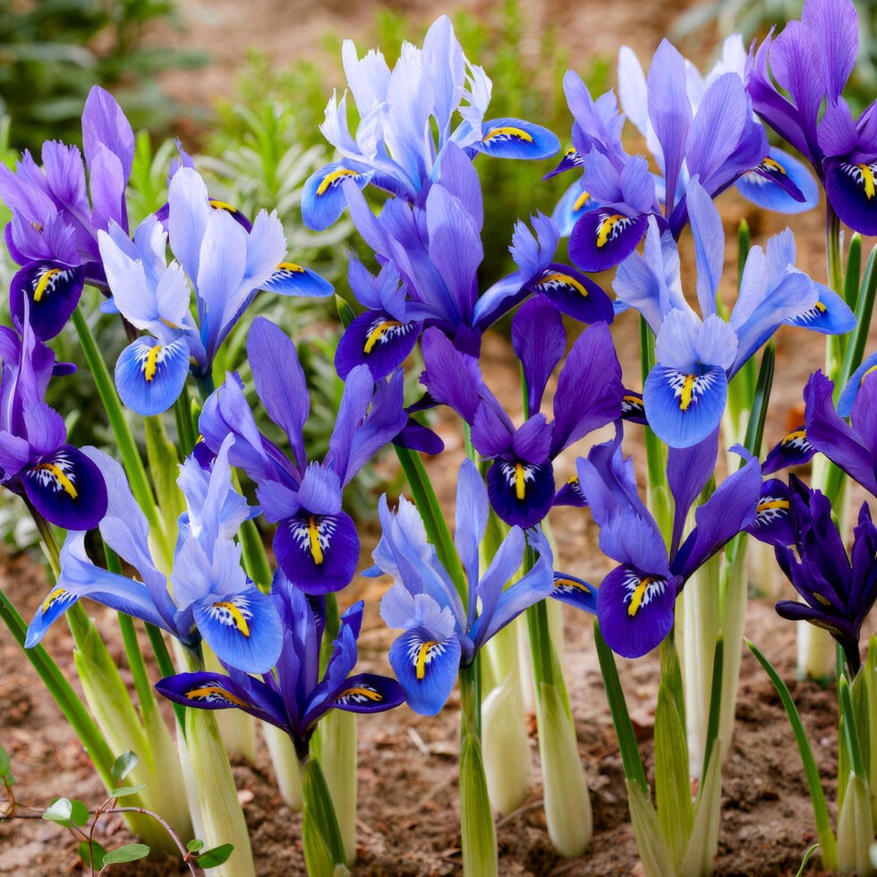 Iris Reticulata