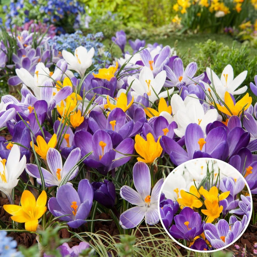Bulbos de Crocus 