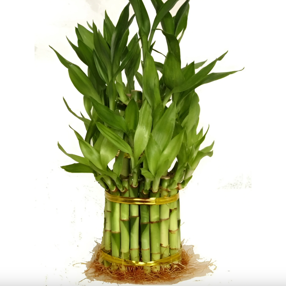 3-Tier Live Lucky Bamboo