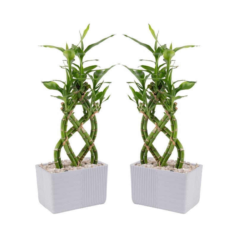 Indoor Lucky Bamboo 