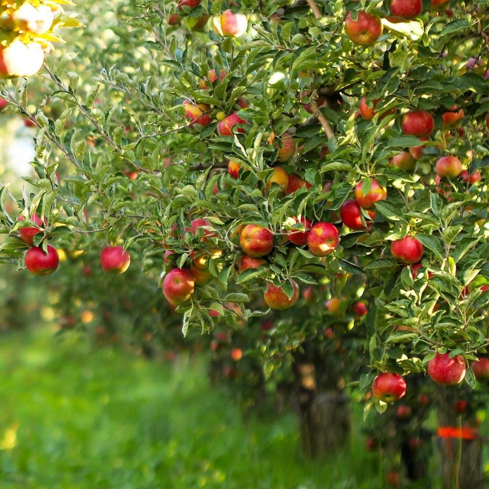 Gala apple tree