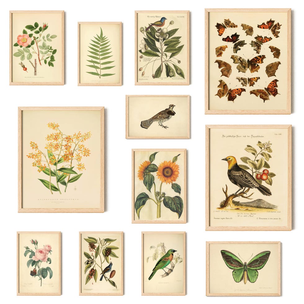 Vintage Botanical Prints Wall Art