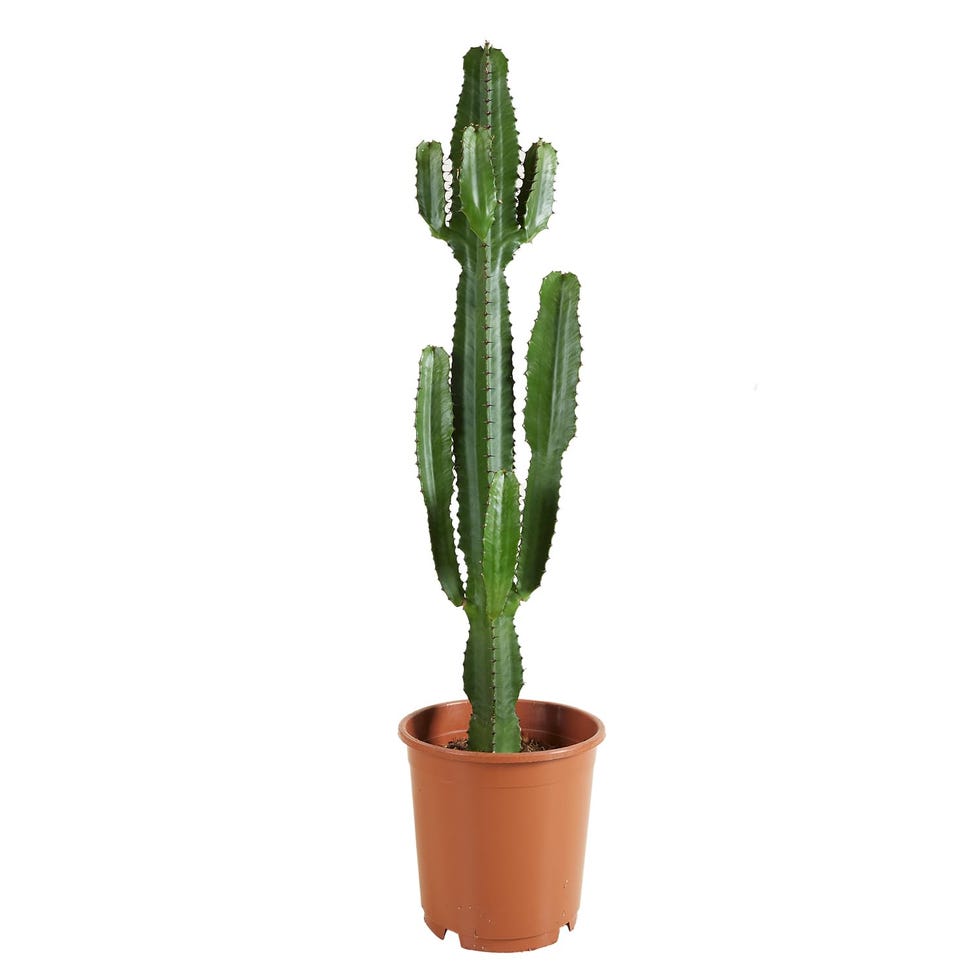 Euphorbia