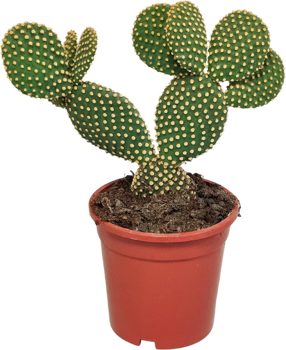 Opuntia Microdasys