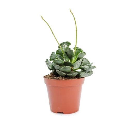 Adromischus Cristatus Planta Pequeña en Maceta de 5cm Natural