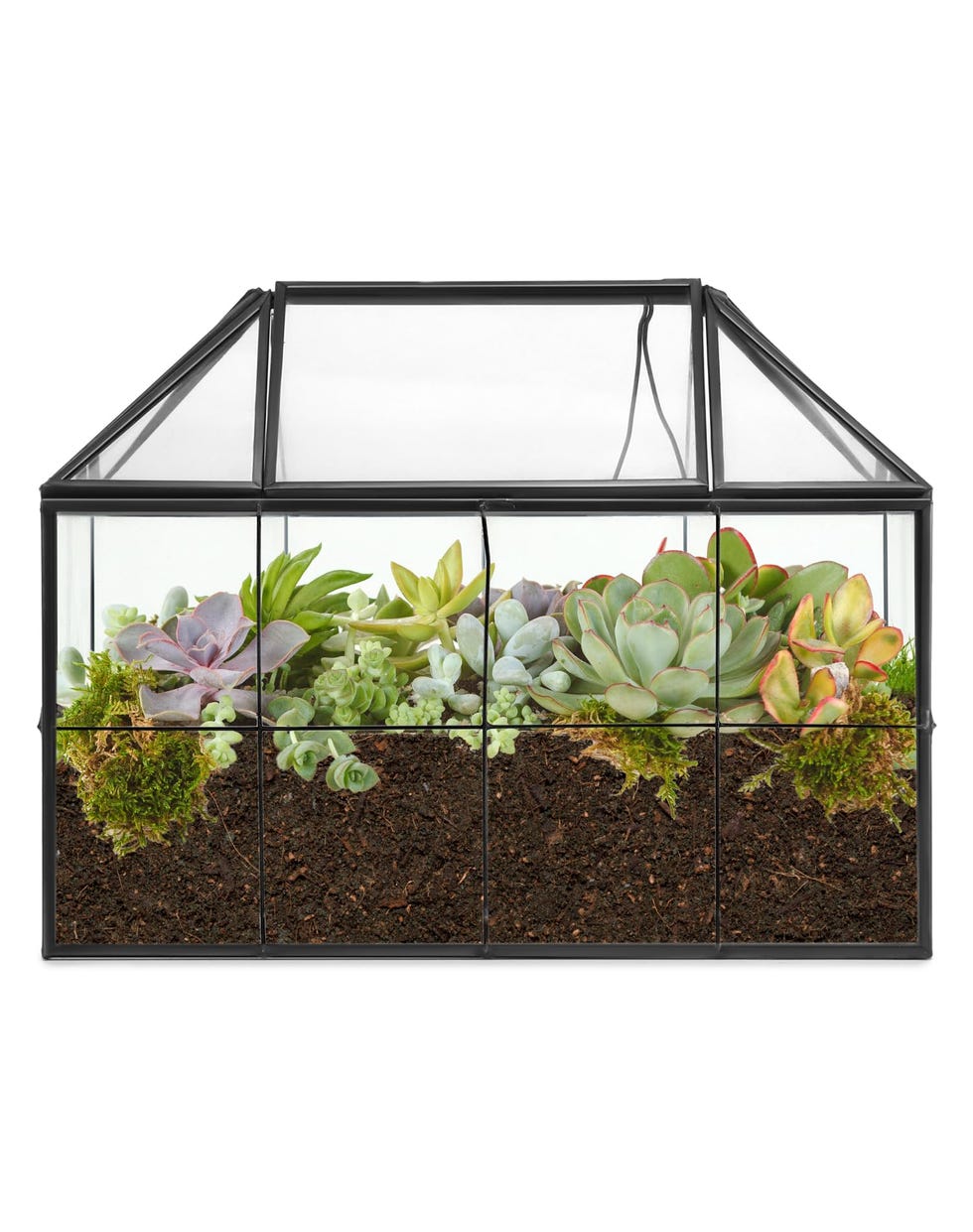 Invernadero de plantas interiores
