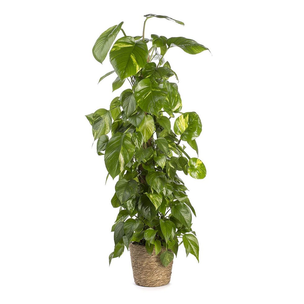 Epipremnum Aureum o Poto