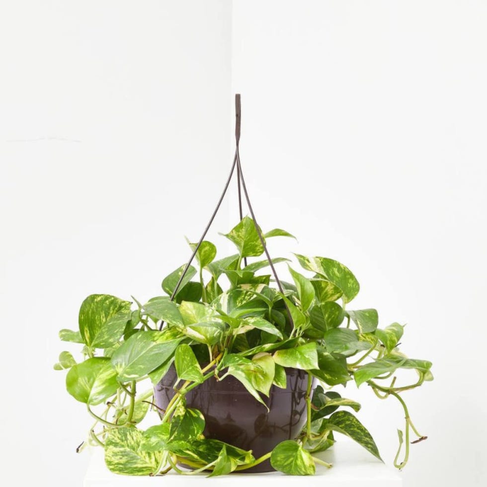 Planta natural potho