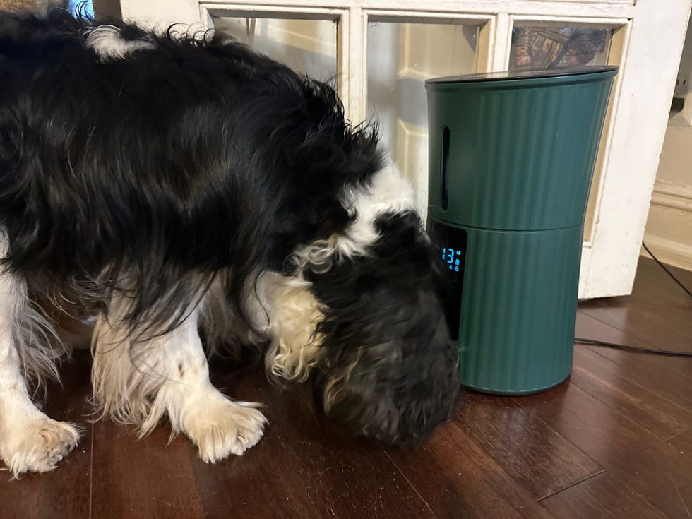 Timed Automatic Dog Feeder
