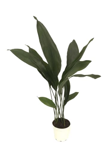 Aspidistra Eliator