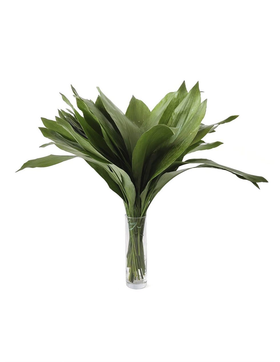 50 tallos de aspidistra