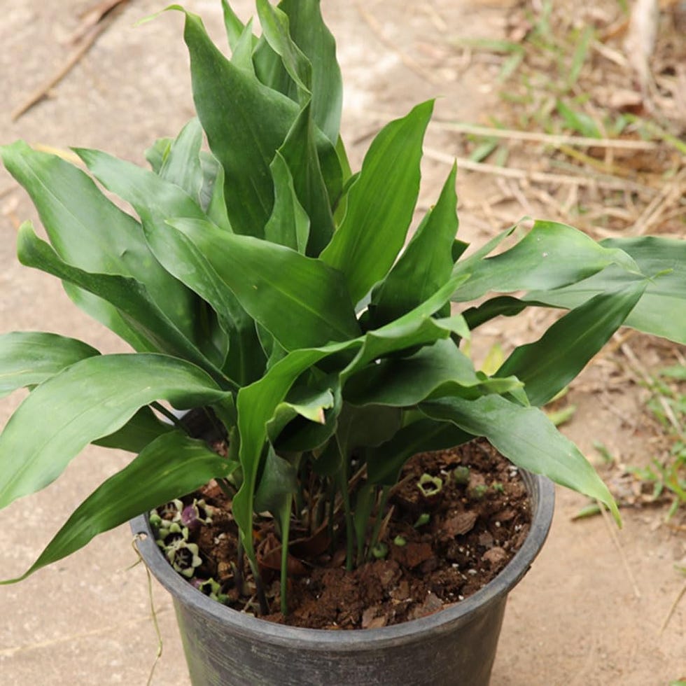 10 semillas de pidistra