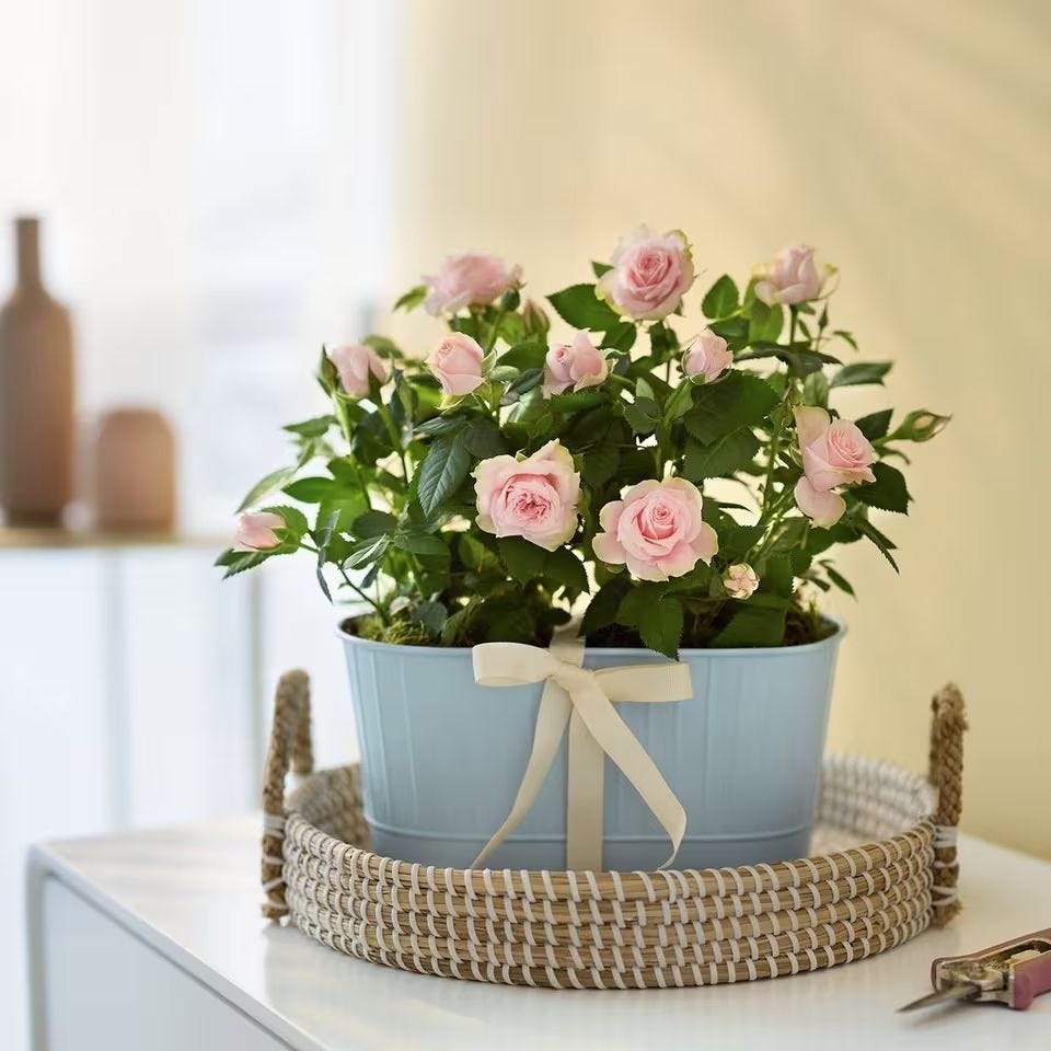 Interflora