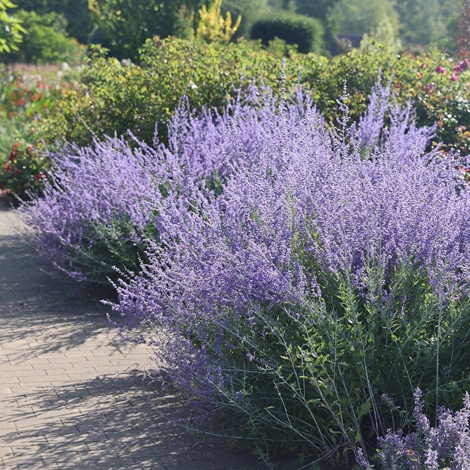 Perovskia 'Blue Spire'