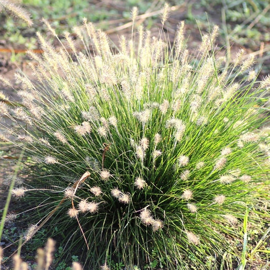 Pennisetum alopecuroides 'Little Bunny'