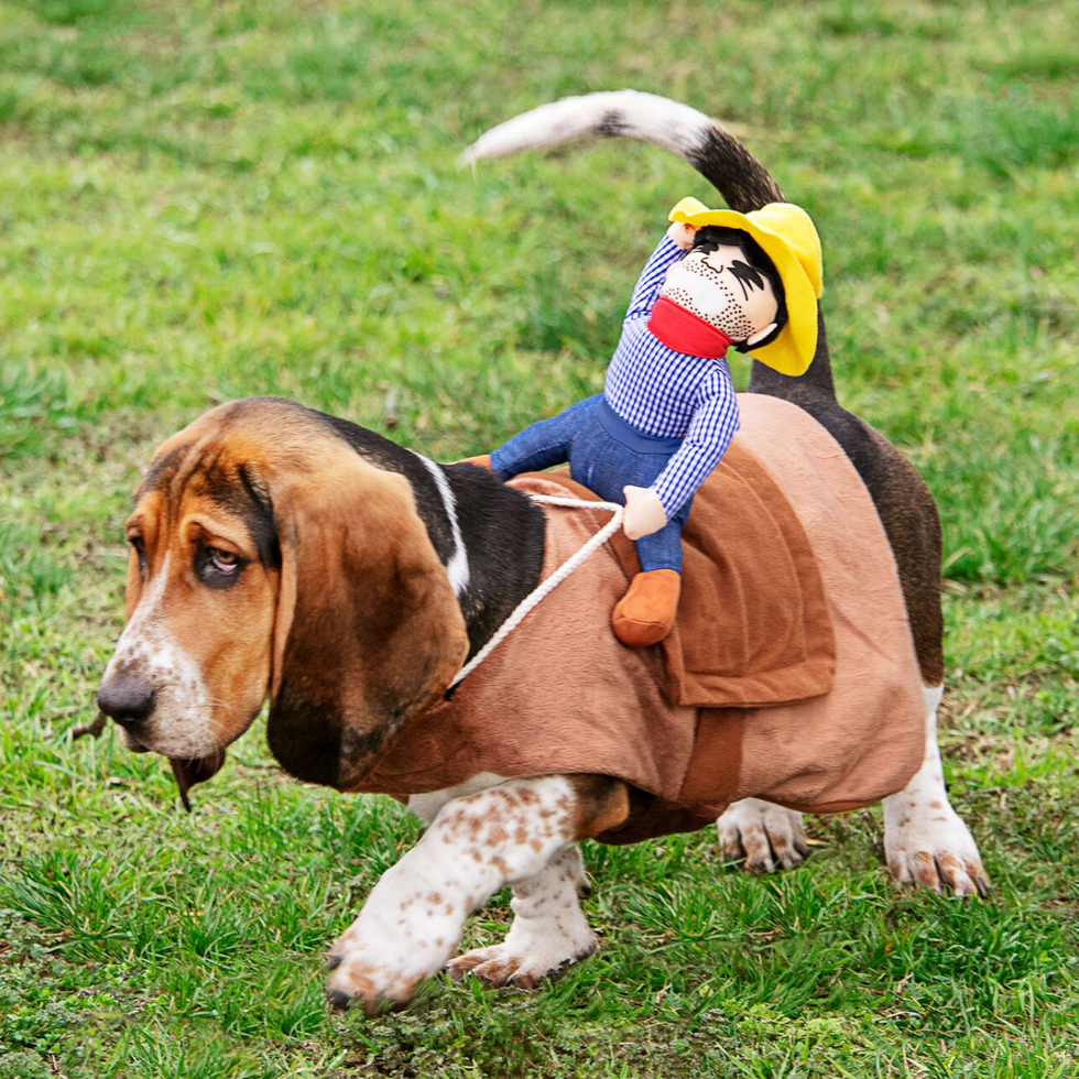Creative Dog Costume Ideas for Halloween: Spooktacular Styles