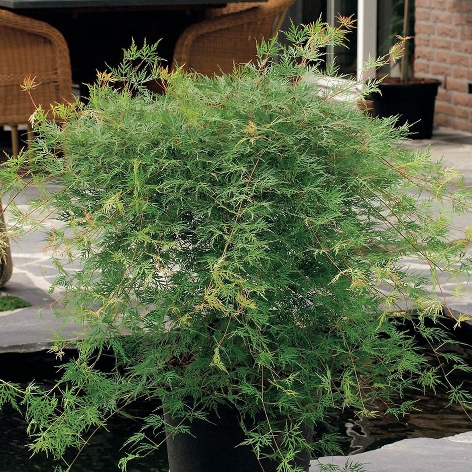 Acer palmatum 'Emerald Lace'