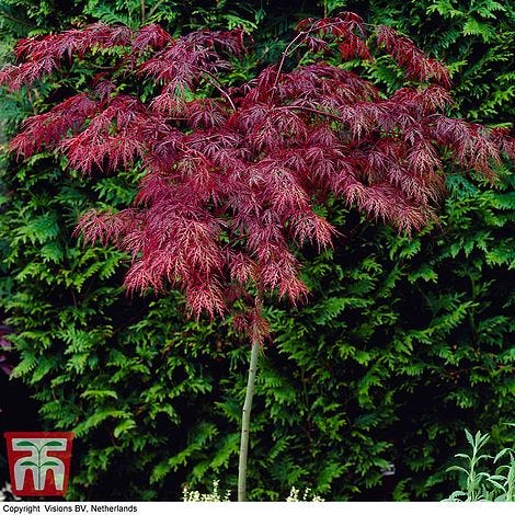 Acer palmatum 'Garnet'