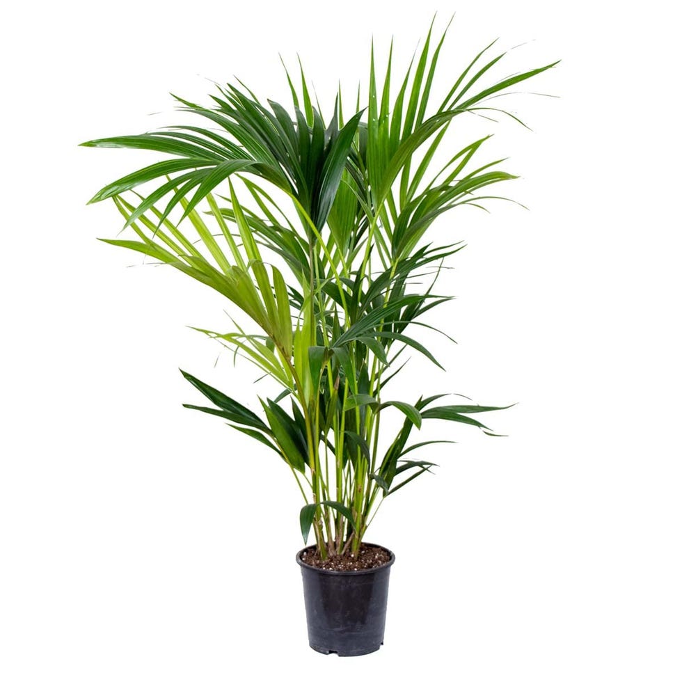Palma Kentia