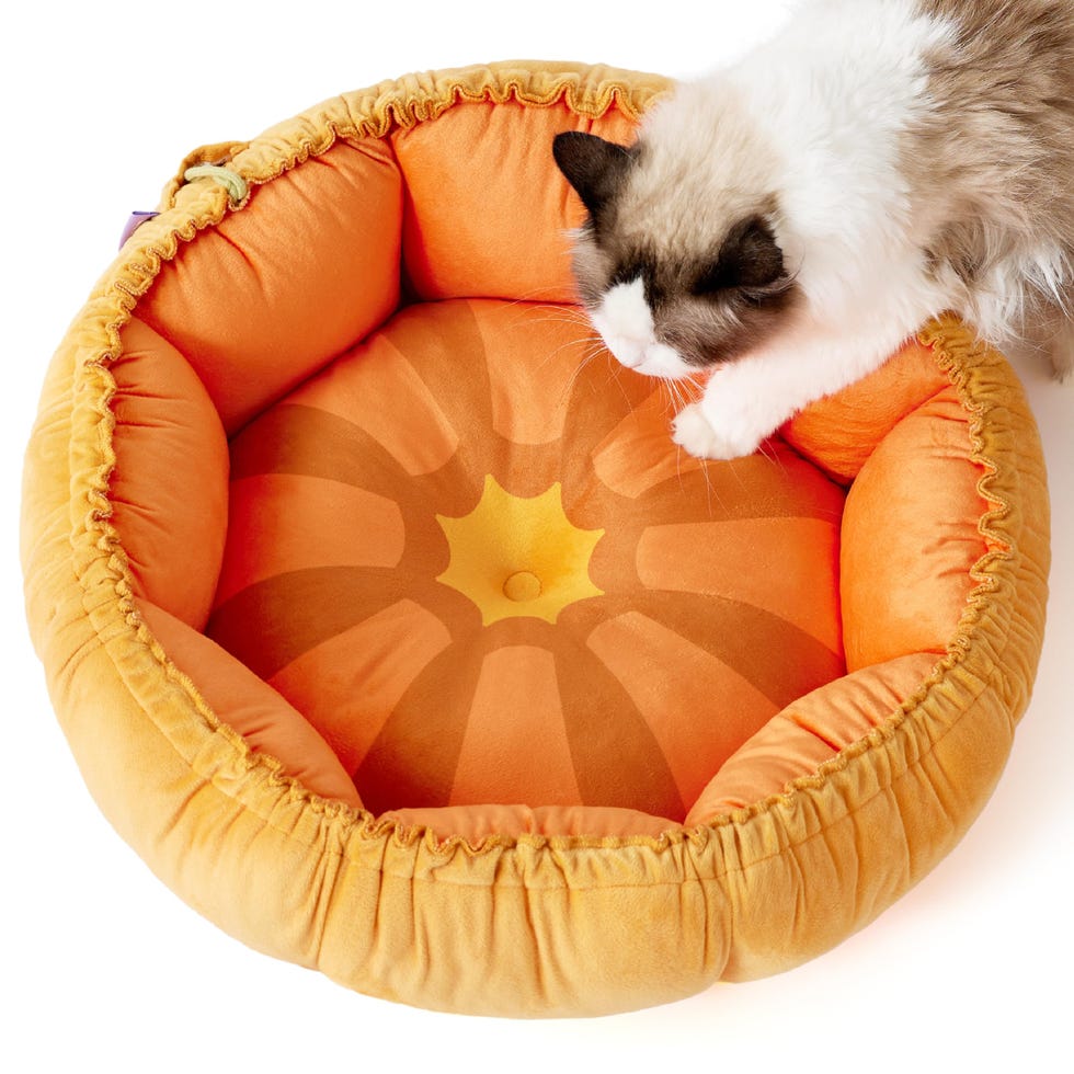 Pumpkin Cat Bed