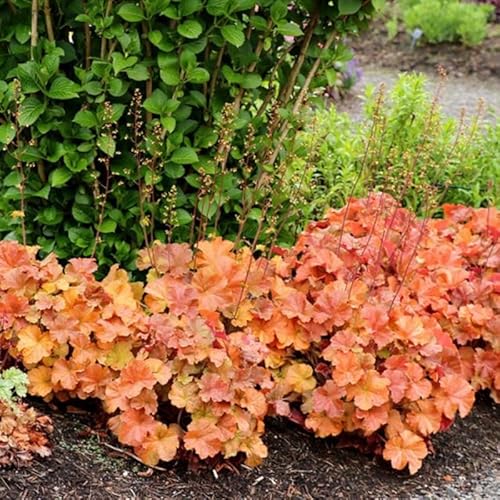 Cherry Heuchera