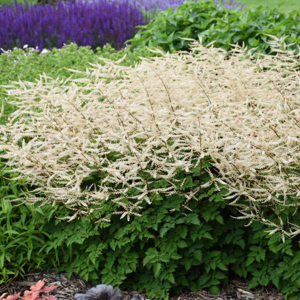 'Chantilly Lace' Goatsbeard