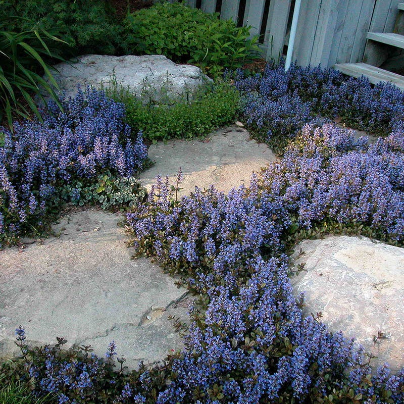 'Chocolate Chip' Bugleweed