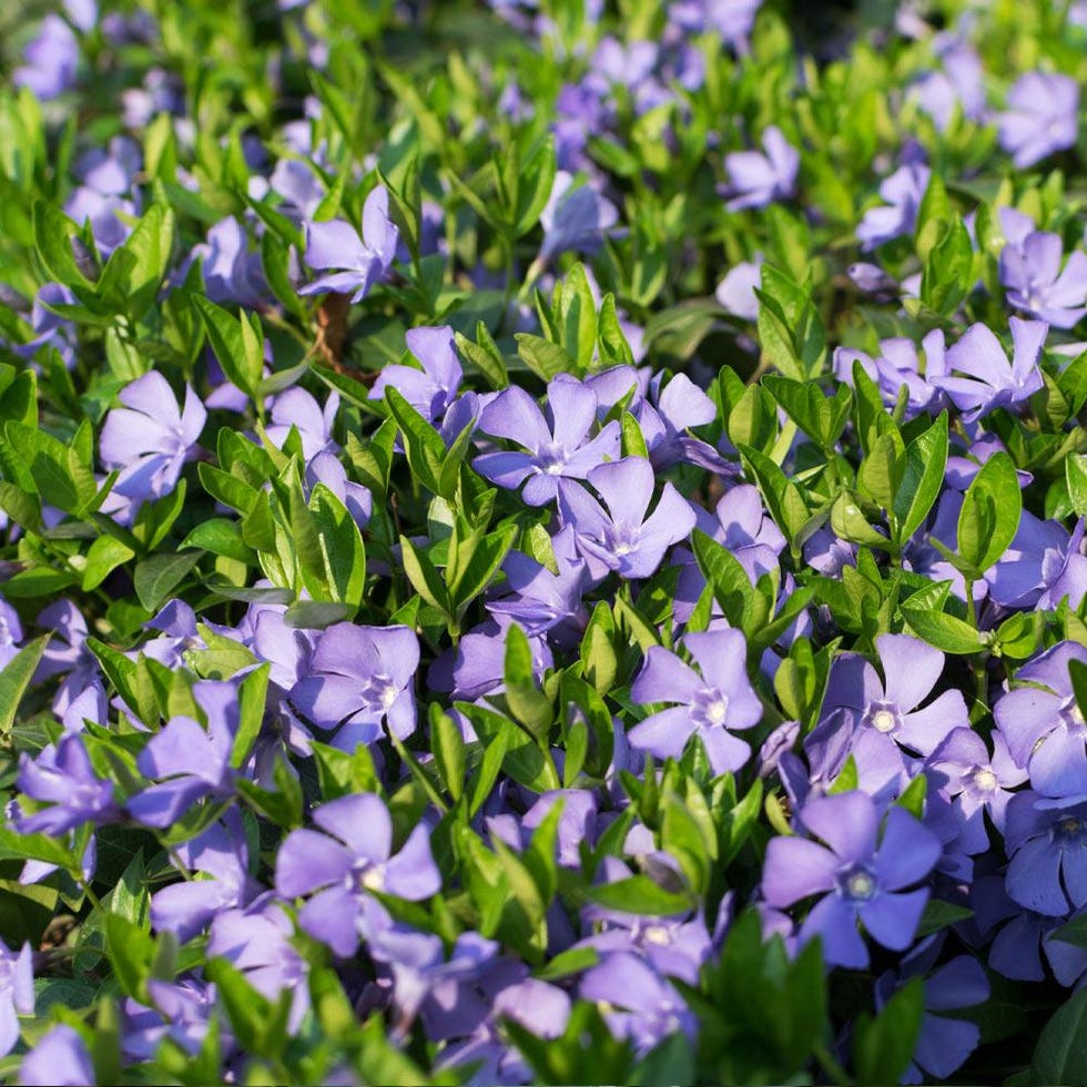 Vinca Minor Periwinkle Vine