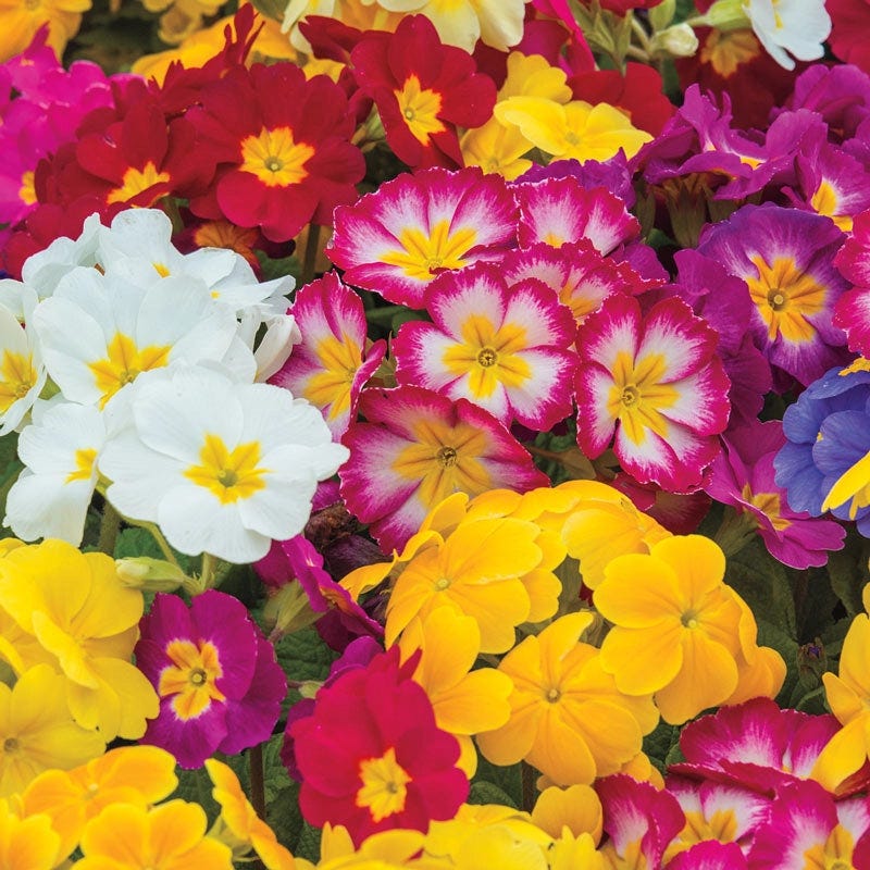 Gigantea Primrose