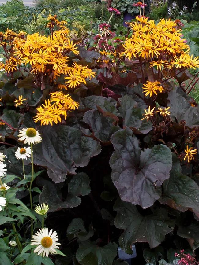 Ligularia