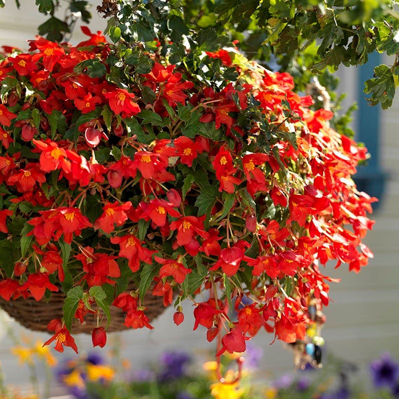 Shade Porch Hummingbird Begonia