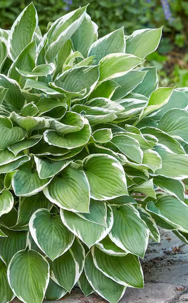 Hosta