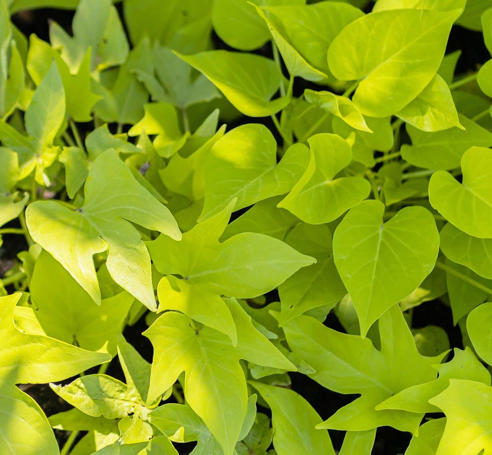 Marginata Lime Sweet Potato Vine