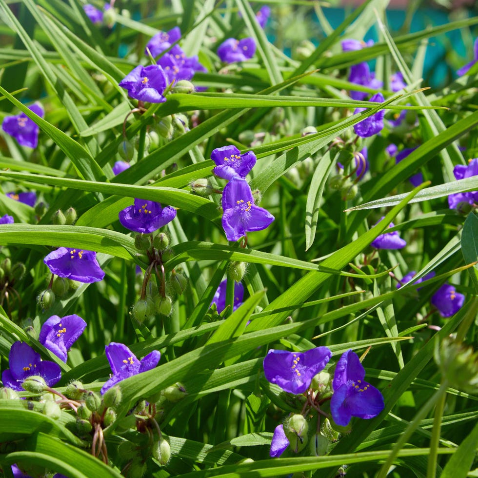 Tradescantia Ohio Spiderwort Flower