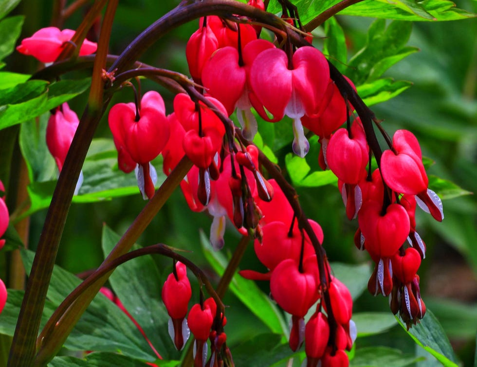 Red Bleeding Heart Seeds