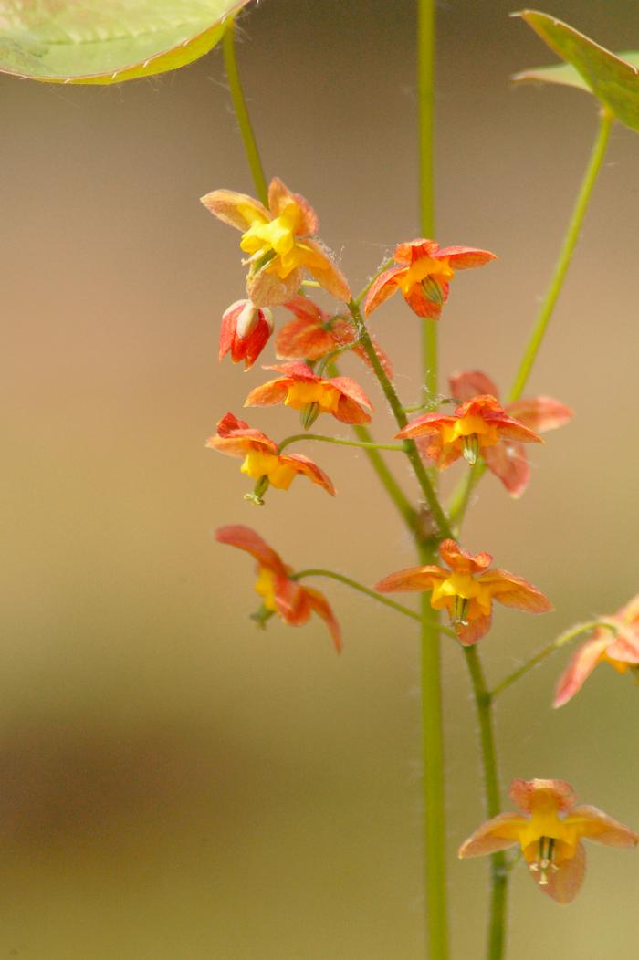 Epimedium x warleyense 'Orange Queen'